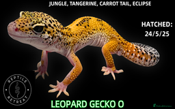 Leopard Gecko reptiles for sale: BABY LEOPARD GECKOS!! - Image 6