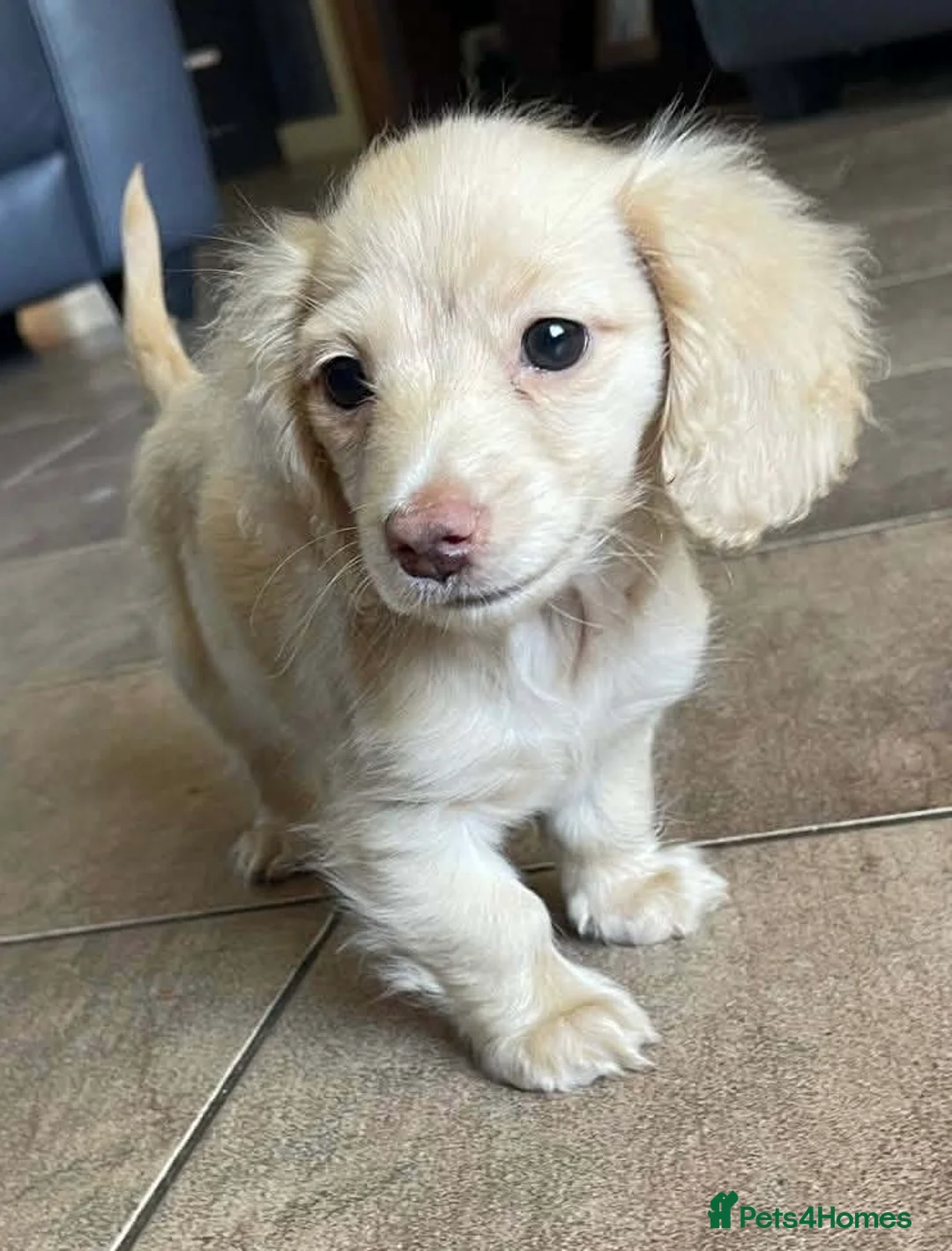 Miniature Dachshund dogs for sale: Outstanding mini cream longhaired dachshund pup  - Advert 1