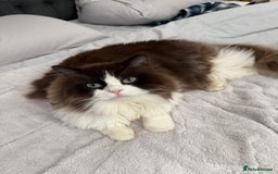 RagaMuffin cats for sale: 2 year old Ragamuffin sisters to loving home - Image 6