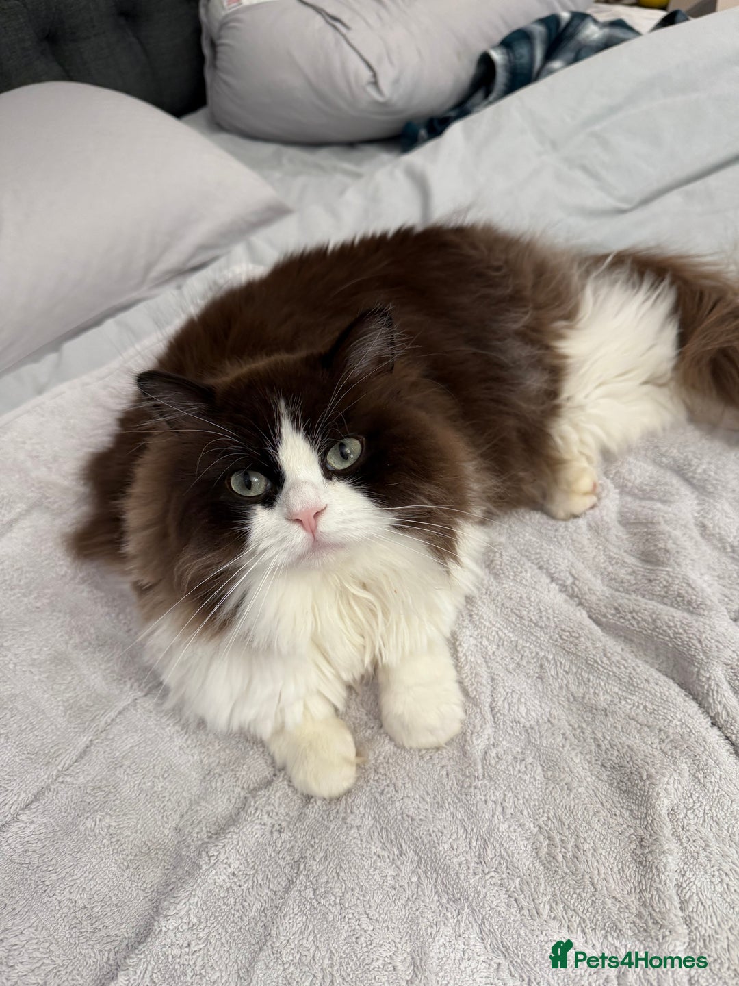 RagaMuffin cats for sale: 2 year old Ragamuffin sisters to loving home - Image 6