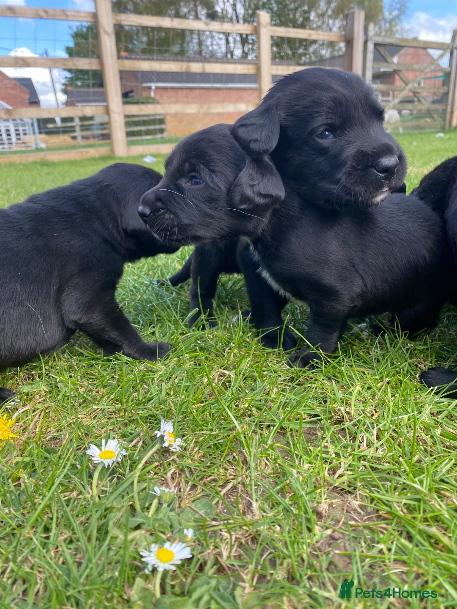 Springador dogs Stunning F1 Springador puppies  - Advert 2