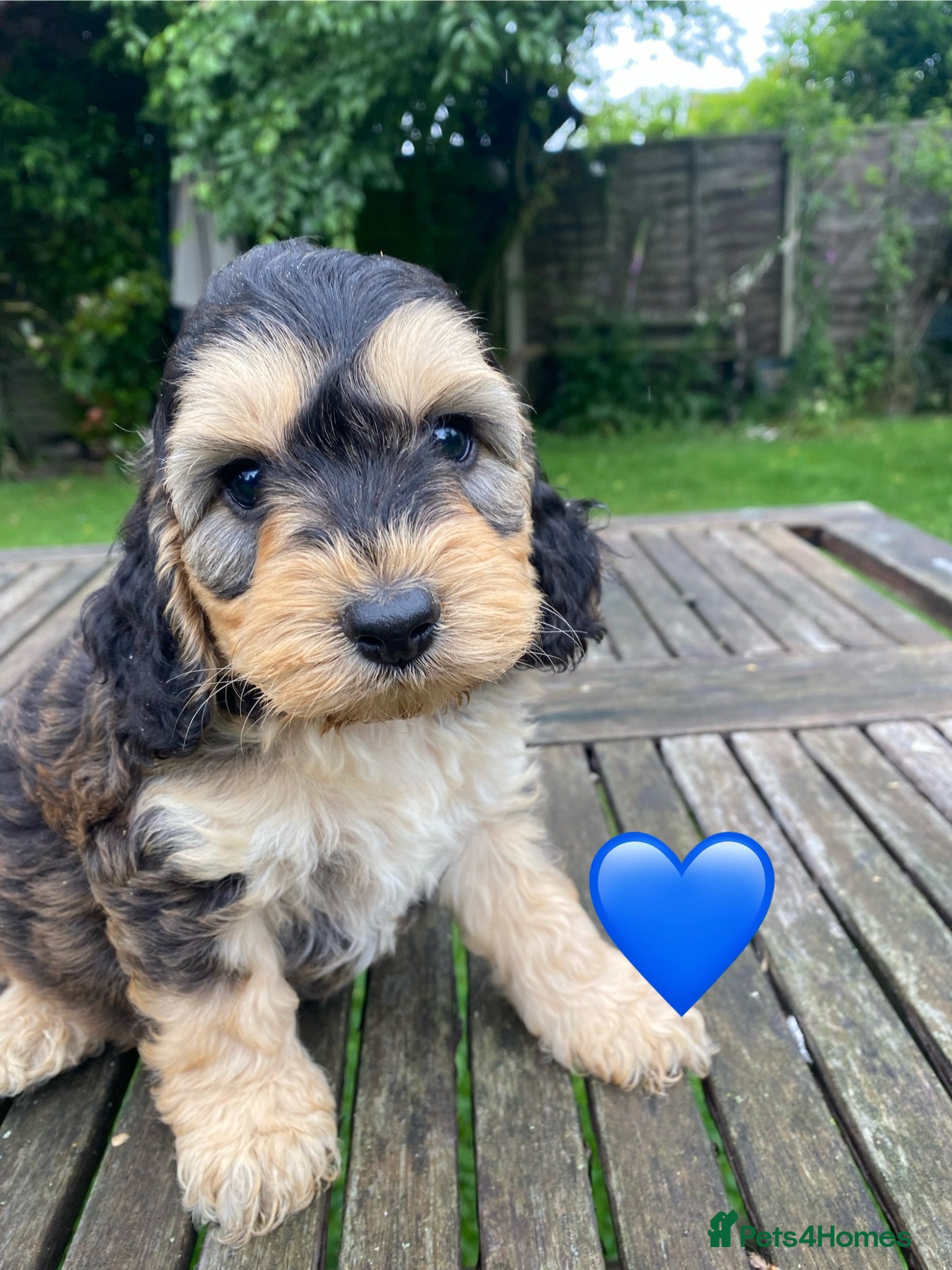 Cockapoo dogs for sale: F1 SABLE COCKAPOOS. - Advert 2