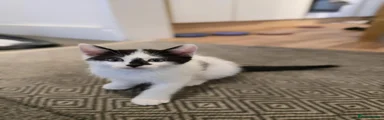 Pablo