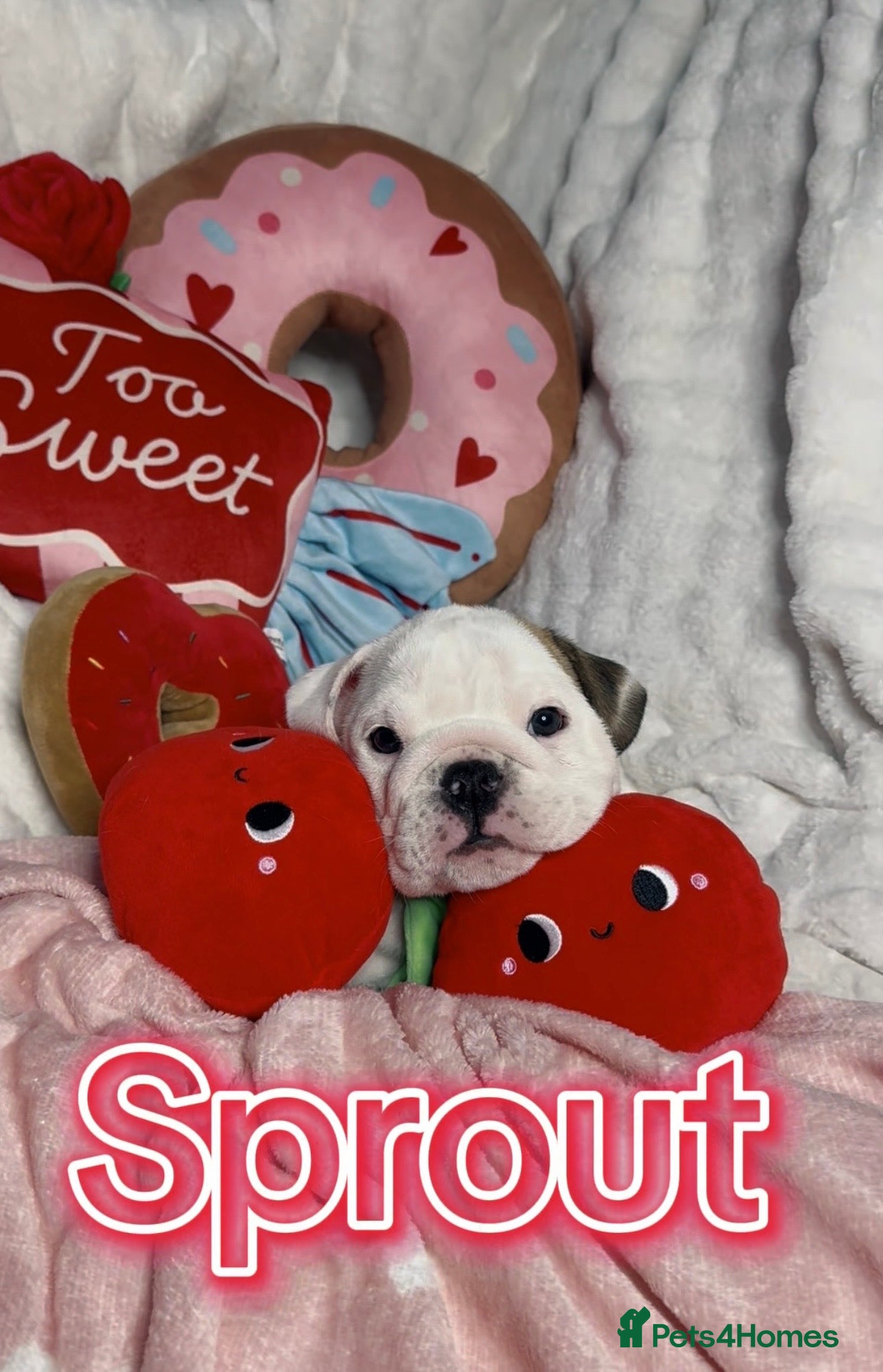 English Bulldog dogs English Bulldog Puppies - Advert 13