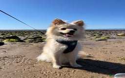 Pomeranian dogs for stud: Pomeranian proven stud - Image 3