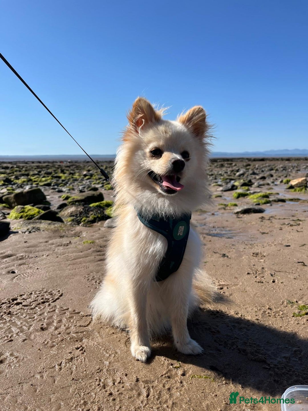 Pomeranian dogs for stud: Pomeranian proven stud - Image 3