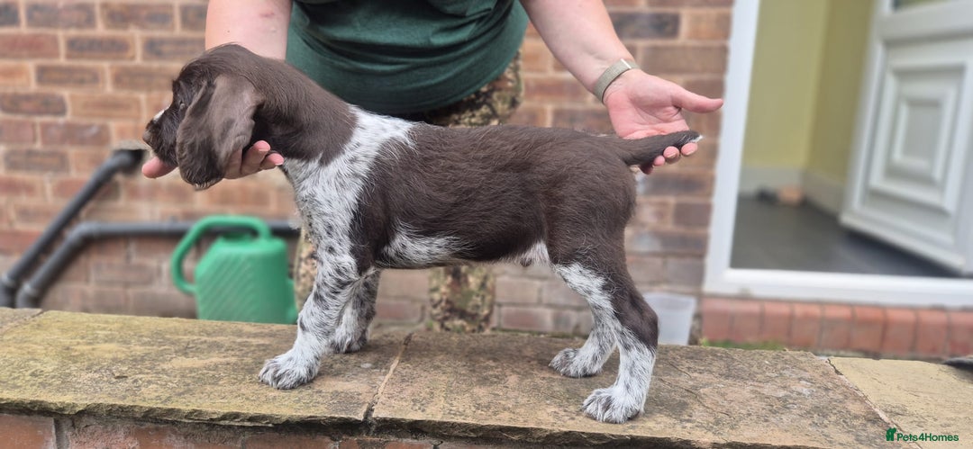 German Wirehaired Pointer dogs for sale: Stunning GWP puppies.  - Image 5
