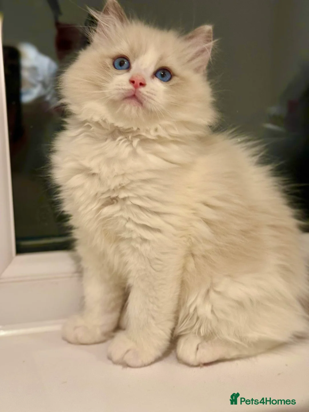 Ragdoll cats for sale: Beautiful Ragdoll Kittens  - Advert 10