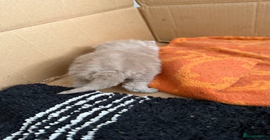 British Shorthair cats - Advert 10