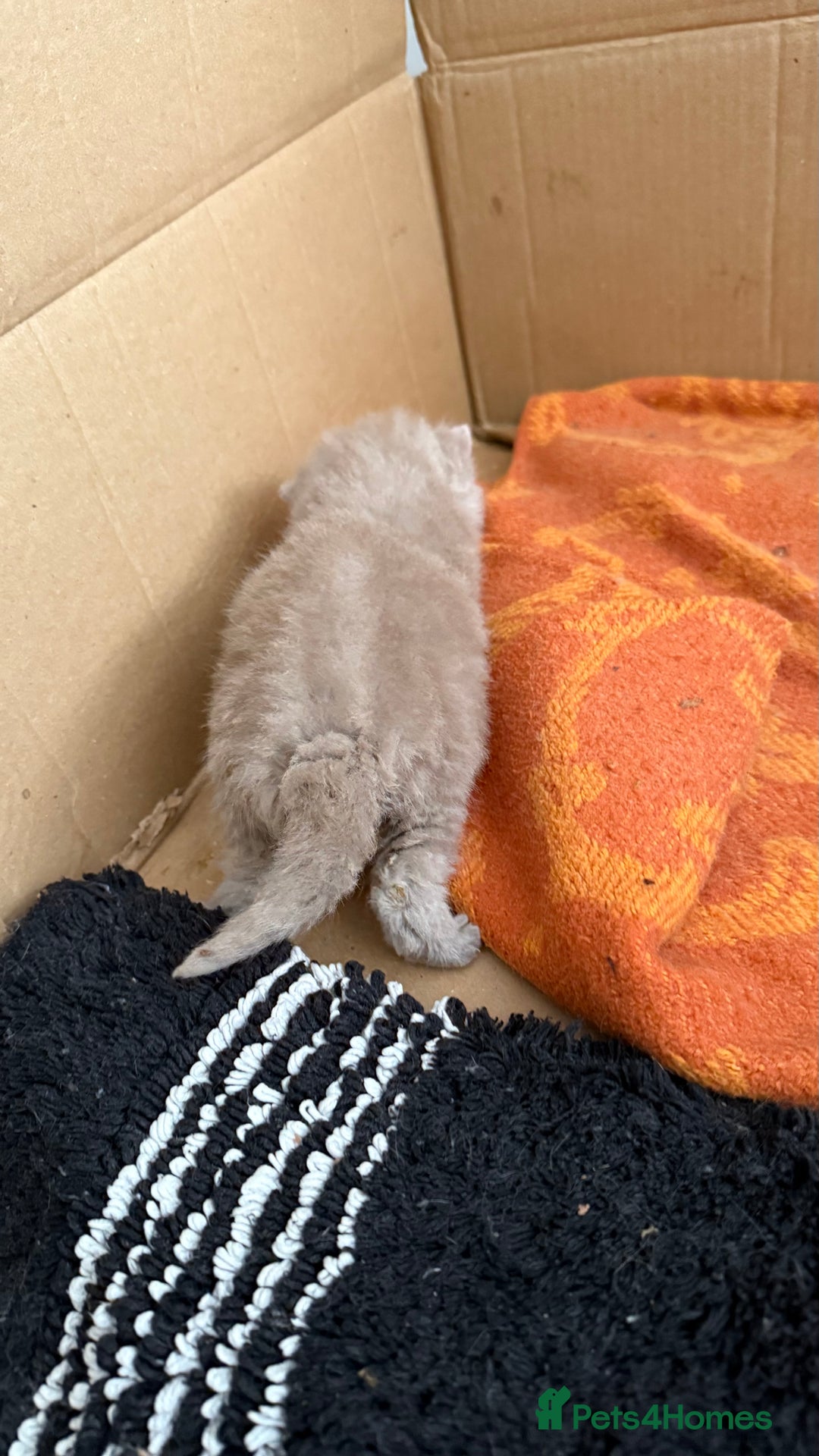British Shorthair cats for sale: Liliac BSH two female  - Image 3