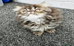 Persian cats for sale: Persian boy and girl  - Image 2