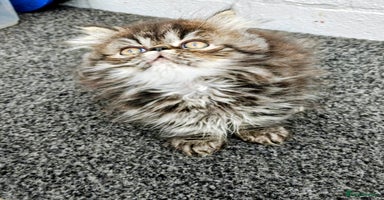 Persian cats - Advert 13