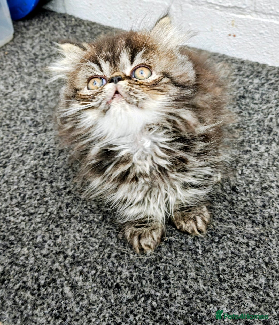 Persian cats for sale: Persian boy and girl  - Image 2