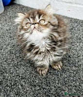 Persian cats - Advert 10
