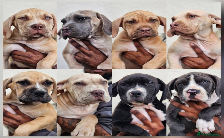 Mastiff dogs in London - Advert 7