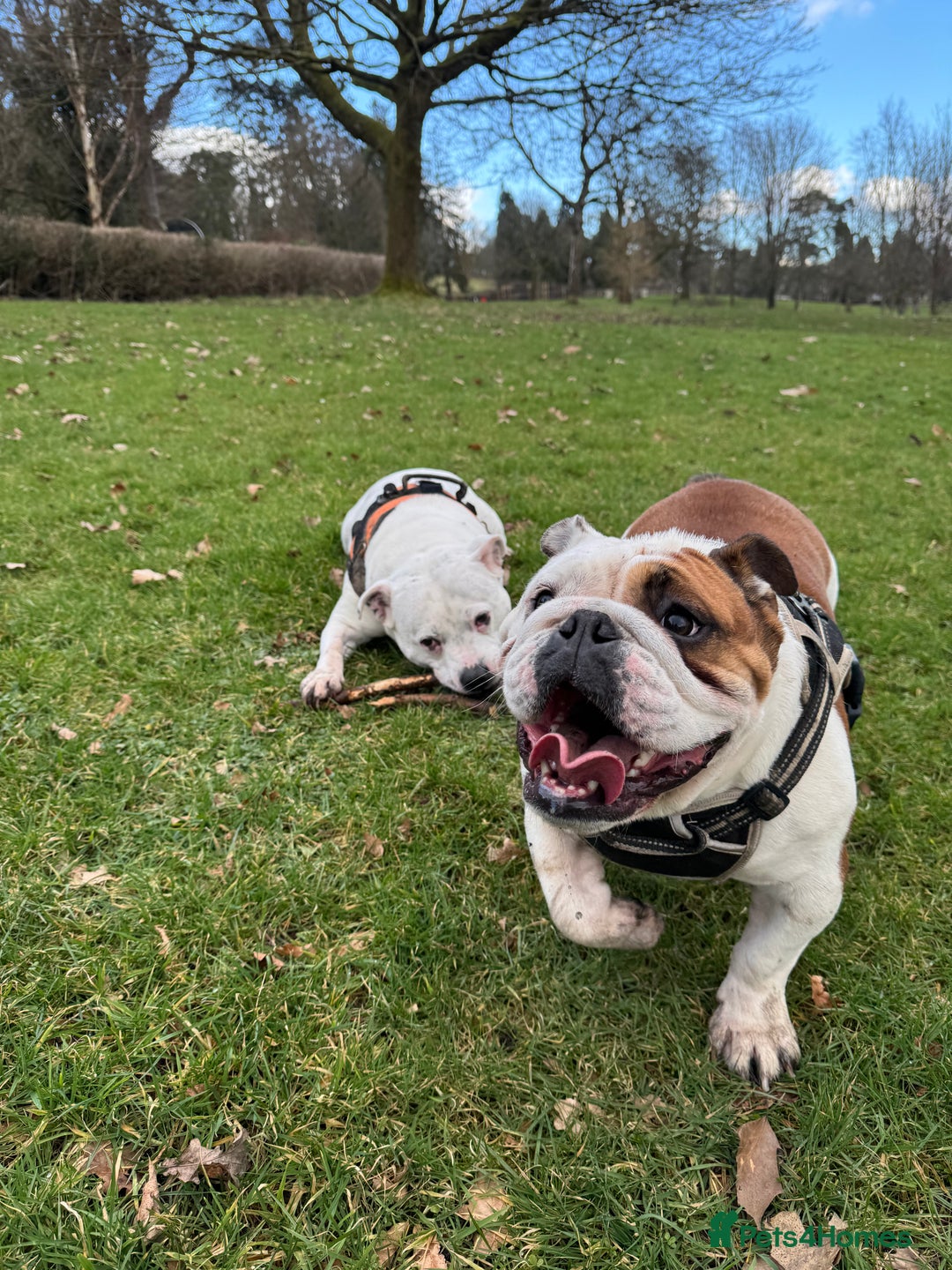 English Bulldog dogs for sale: 4 Year Old Female English Bulldog  - Advert 2