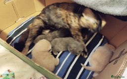 Mixed Breed cats for sale: One boy and 2 girls looking for home - Image 14