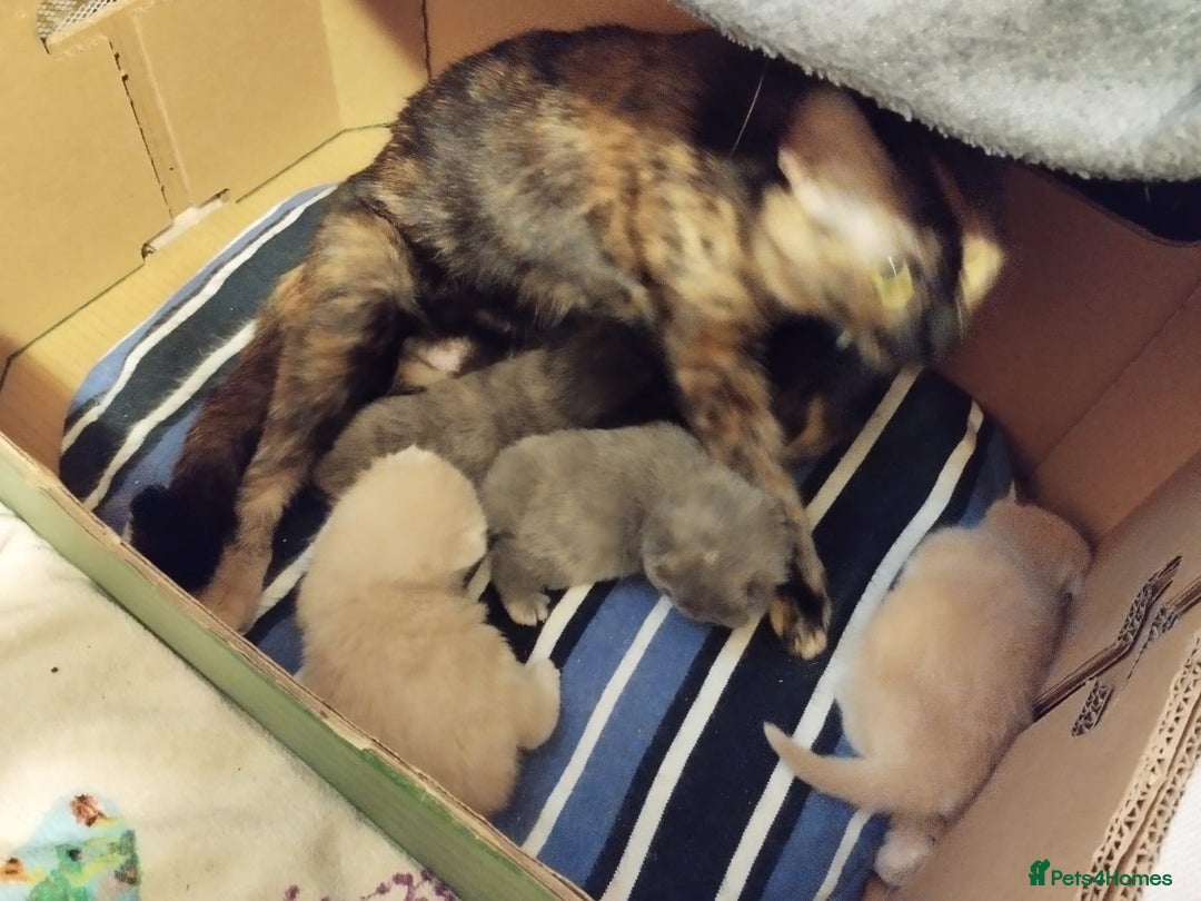 Mixed Breed cats for sale: One boy and 2 girls looking for home - Image 14