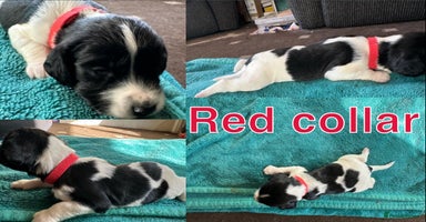 Sprocker dogs - Advert 8