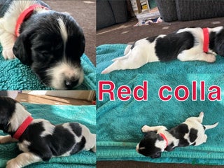 Sprocker dogs - Advert 6