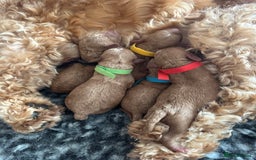 Cockapoo dogs for sale: 🌈 Stunning Cockapoo Puppies - DNA Clear Parents - Image 3