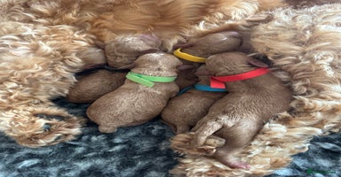 Cockapoo dogs - Advert 9