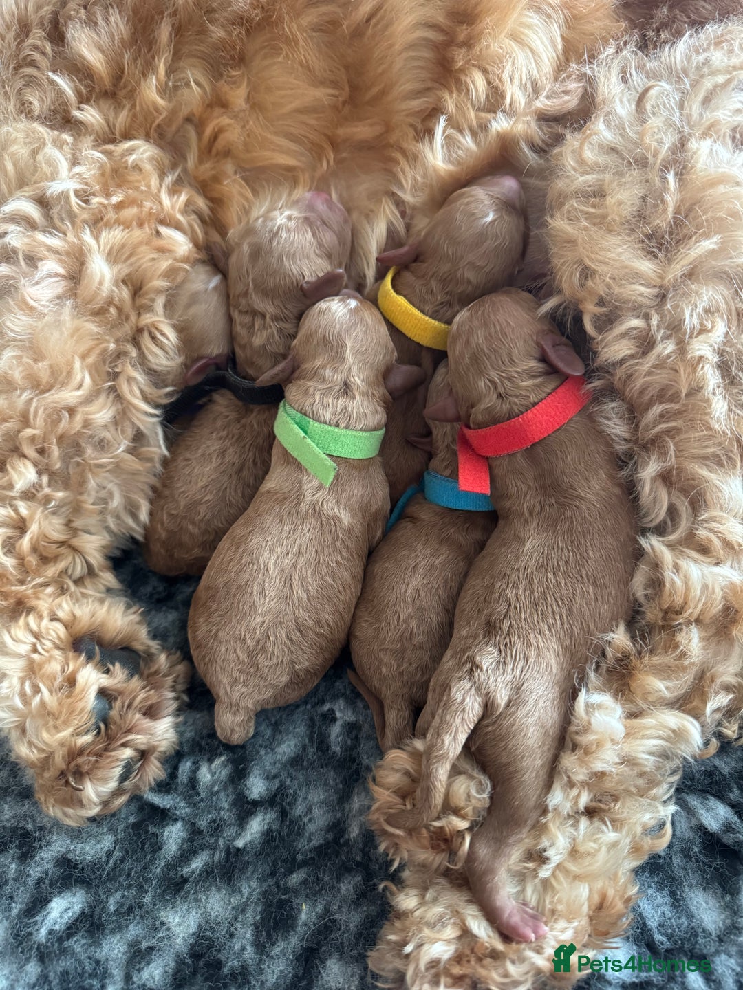 Cockapoo dogs for sale: 🌈 Stunning Cockapoo Puppies - DNA Clear Parents - Image 3