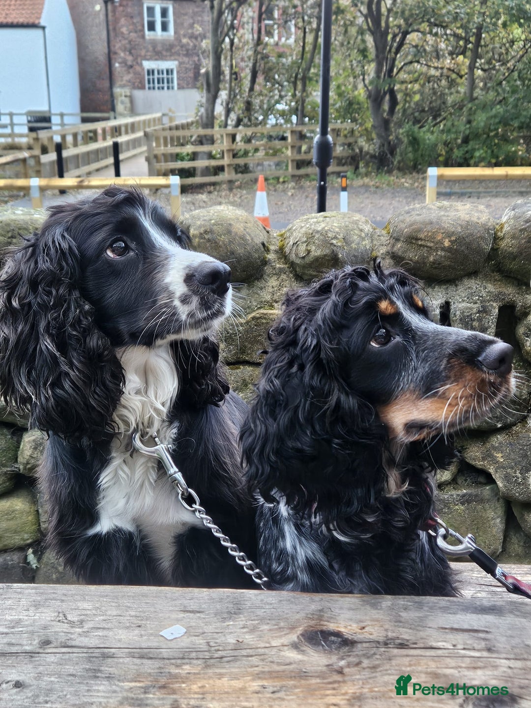 Cocker Spaniel dogs for sale: Last Cocker Boy ready to leave now - Image 7
