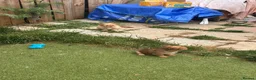 Mixed Breed dogs for sale: Chihuahua x terrier puppies for sale - Advert 15