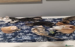 Mixed Breed cats for sale: Gorgeous mixed breed kittens for sale  - Image 5