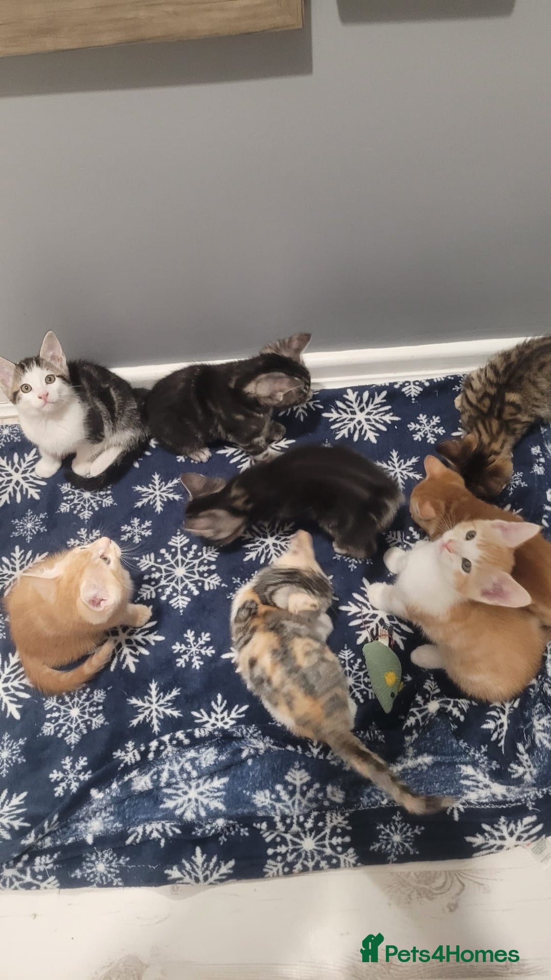 Mixed Breed cats for sale: Gorgeous mixed breed kittens for sale  - Image 5