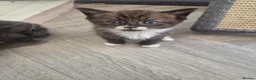 Snowshoe cats for sale: Beautiful snowshoe mixed Norwegian forest  - Advert 22