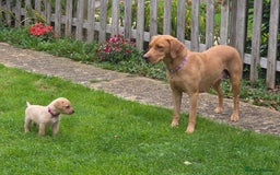 Labrador Retriever dogs for sale: Fox red labrador puppies for sale - Image 7