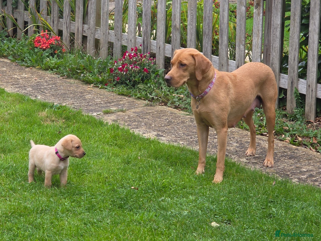 Labrador Retriever dogs for sale: Fox red labrador puppies for sale - Image 7