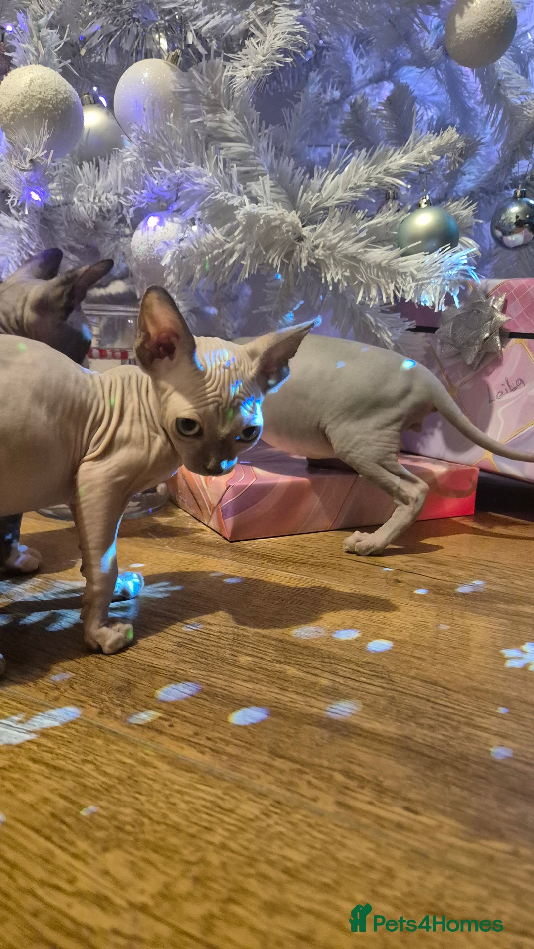 Sphynx cats for sale: Exclusive Sphynx Kittens Looking for Forever Homes - Advert 17