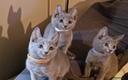Russian Blue cats for sale: Pedigree Russian blue kittens  - Image 6