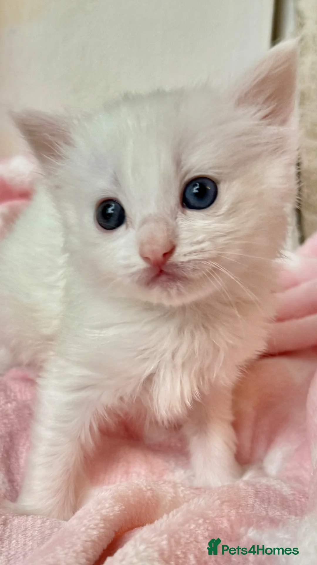 Ragdoll cats for sale: Stunning Ragdoll kittens Blue Colourpoint  - Advert 36