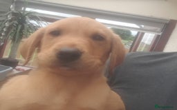 Labrador Retriever dogs for sale: Red fox labrador puppy Female ready to leave  - Image 3