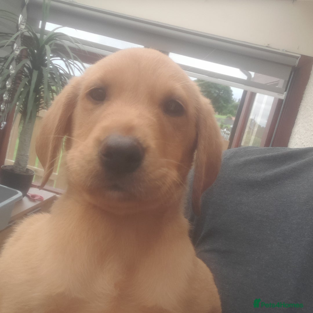 Labrador Retriever dogs for sale: Red fox labrador puppy Female ready to leave  - Image 3