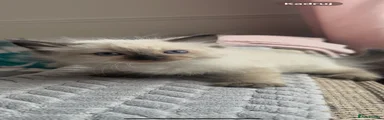 Ragdoll 7