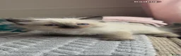 Ragdoll cats for sale: 7 Beautiful Ragdoll Kittens  - Advert 17