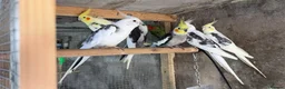 Mixed Breed birds for sale: Different birds for sale  - Advert 8