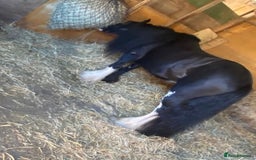 Irish Cob horses for sale: 12.2 riding driving cob gelding project pony  - Image 1
