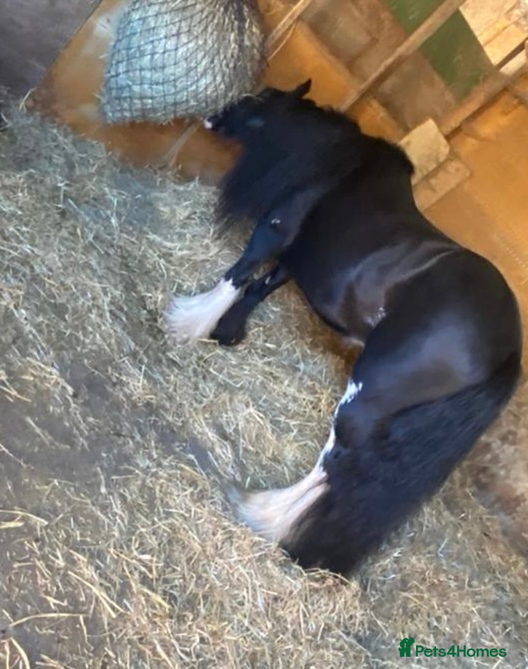 Irish Cob horses for sale: 12.2 riding driving cob gelding project pony  - Image 1