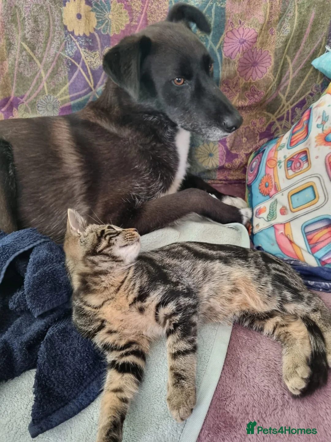 Mixed Breed dogs for adoption: Mickey in Highbridge - Advert 2