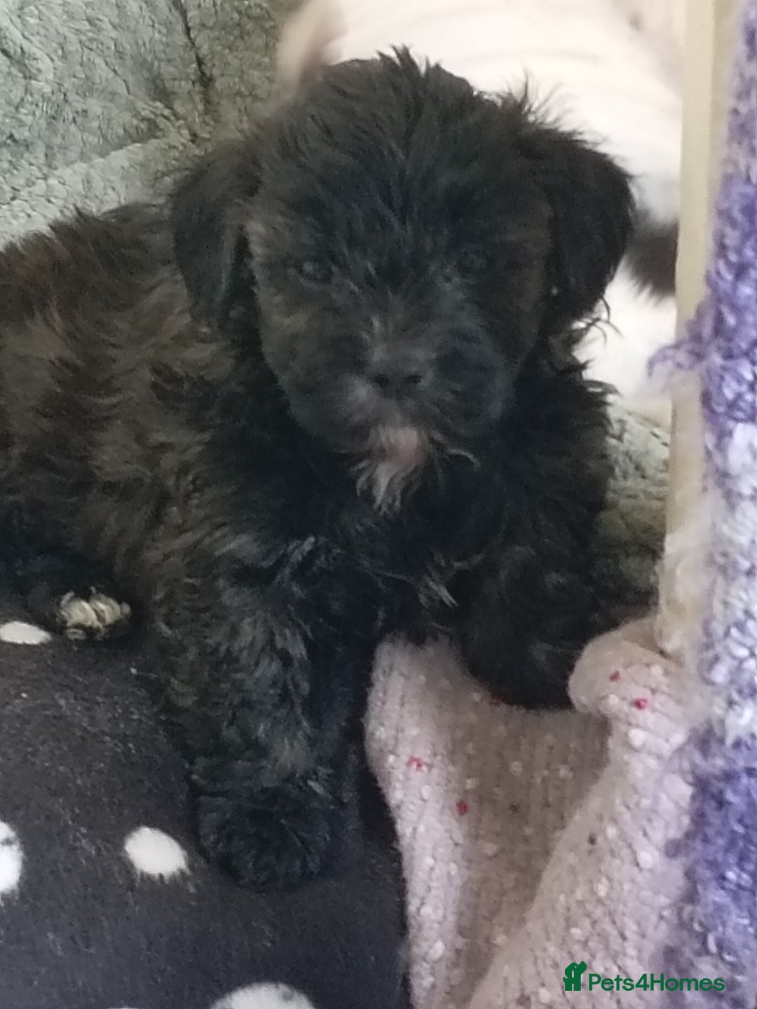 Mixed Breed dogs for sale: 2nd generation Yorkichons - Image 13