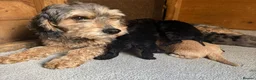 Cockapoo dogs for sale: 4 cockapoo puppies  - Advert 15