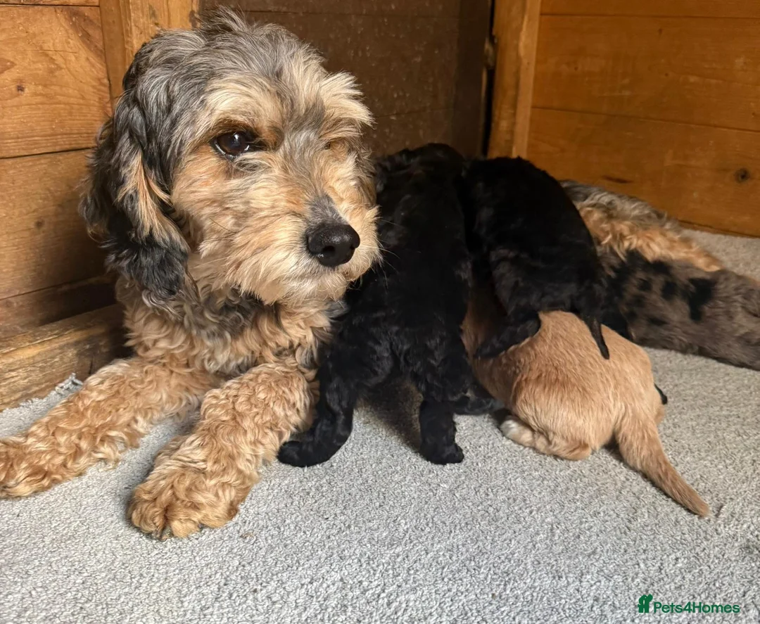 Cockapoo dogs for sale: 4 cockapoo puppies  - Advert 15