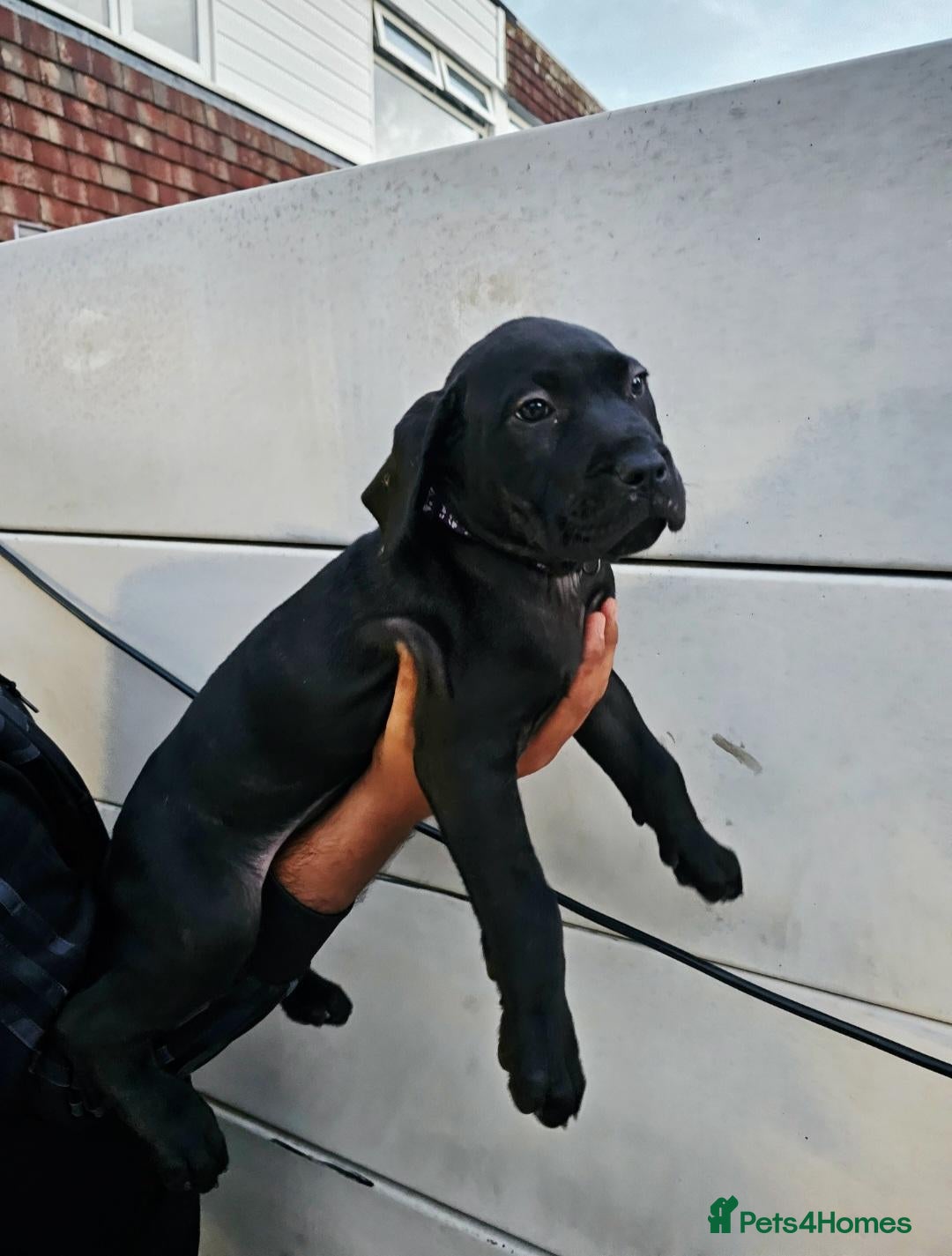 Presa Canario dogs Presa Canario Puppies –Reduced Price-Top bloodline - Advert 1