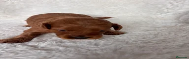 Cavapoo 7